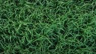 A still from In The Tall Grass | Image via Netflix YouTube